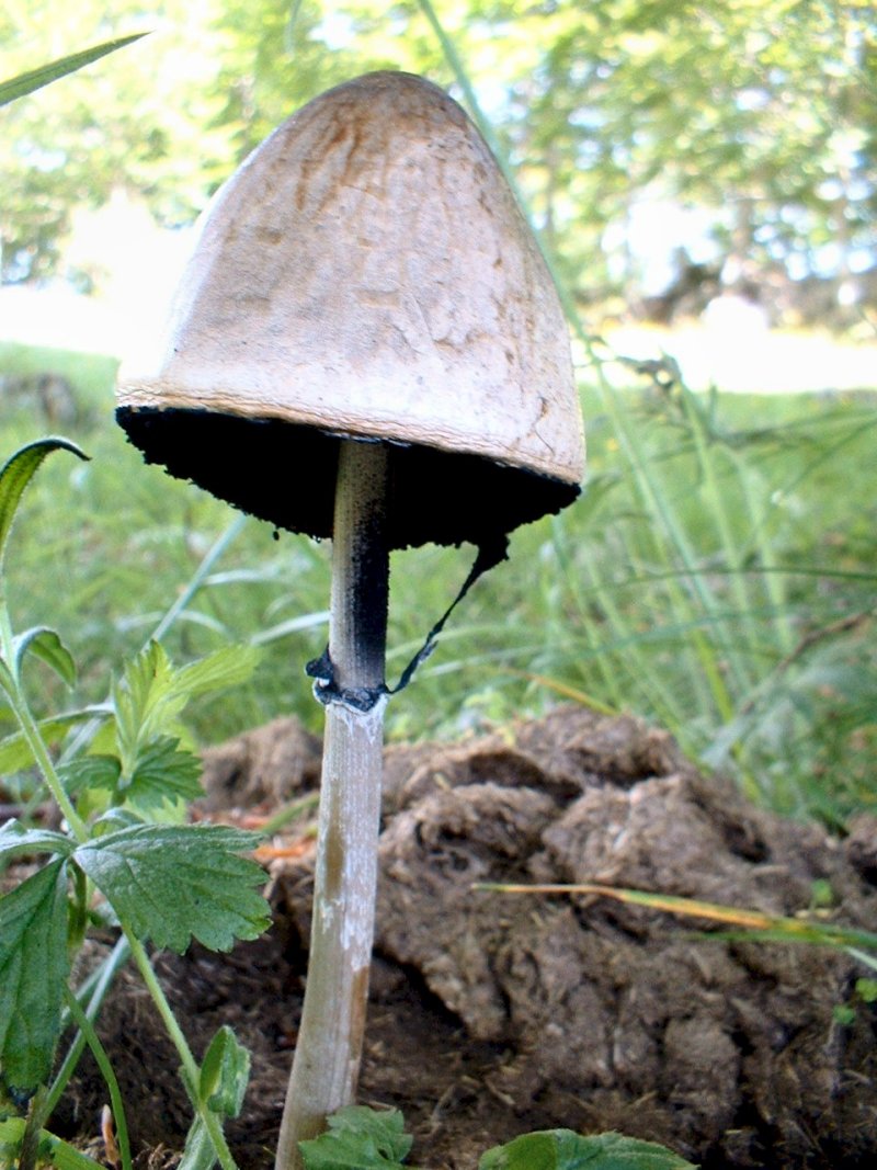 Calvatia utriformis